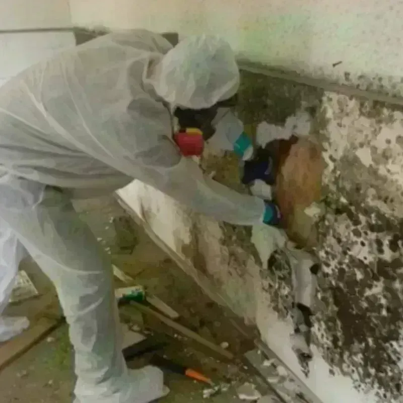 Mold Remediation and Removal in Lakeside, TX